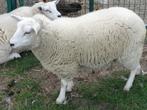SWIFTER OOILAMMEREN UIT DRIELING, Dieren en Toebehoren, Vrouwelijk, Schaap, 0 tot 2 jaar
