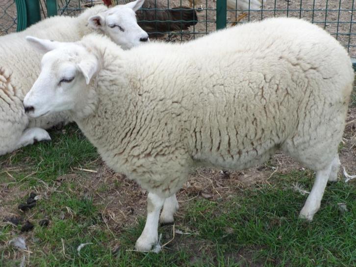 SWIFTER OOILAMMEREN UIT DRIELING, Dieren en Toebehoren, Schapen, Geiten en Varkens, Schaap, Vrouwelijk, 0 tot 2 jaar