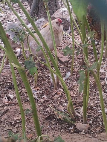 Twee hanen Antwerpse baardkrieltjes isabel porselein  beschikbaar voor biedingen