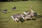 ganzen te koop, Dieren en Toebehoren, Pluimvee, Gans of Zwaan