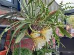 stekjes van witte hangcactus 5€, Ophalen