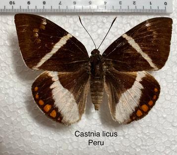Castnia licus,  beschikbaar voor biedingen