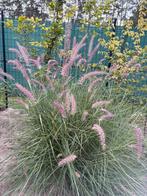 Pennisetum 'Karley Rose', Ophalen, Volle zon, Vaste plant, Siergrassen