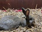 Jonge lotharinger/Vlaamse reus konijnen, Dieren en Toebehoren, Konijnen, Vrouwelijk, Groot, 0 tot 2 jaar