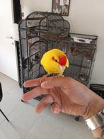Kakariki Tam met DNA, Parkiet, Tam