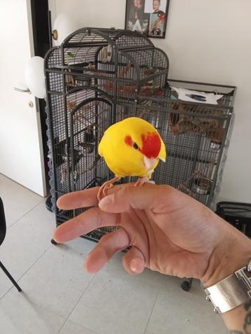 Kakariki Tam met DNA beschikbaar voor biedingen