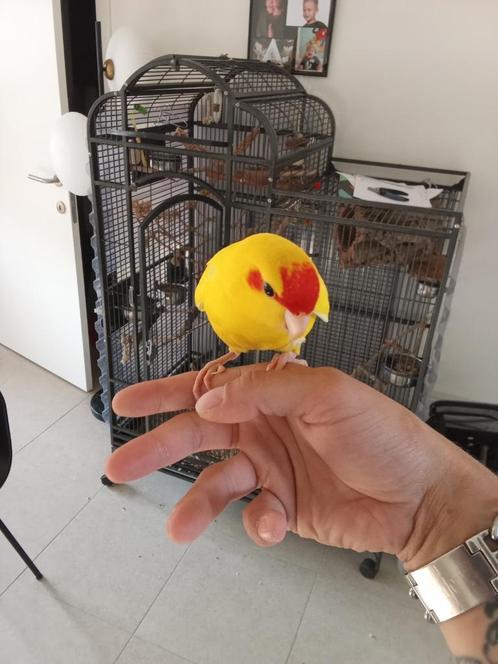 Kakariki Tam met DNA, Dieren en Toebehoren, Vogels | Parkieten en Papegaaien, Parkiet, Tam