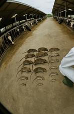 Ongediertebestrijding - rattenvanger, Souris ou Rats