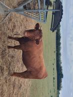 Dexter koeien, Dieren en Toebehoren