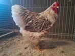 Hanen wyandotte kriel en ancona kriel, Dieren en Toebehoren