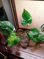 Philodendron White Princess, Huis en Inrichting, Kamerplanten, Ophalen