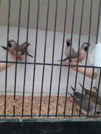 Spitsstaartamandines van 2025 / 7 stuks, Meerdere dieren, Tropenvogel