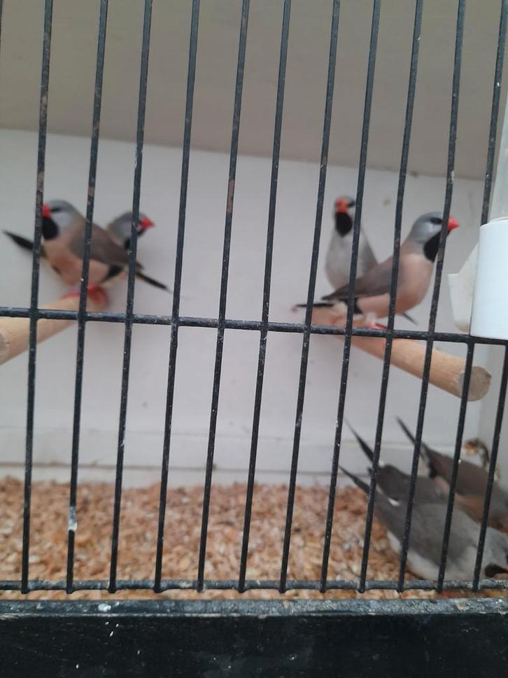 Spitsstaartamandines van 2025 / 7 stuks, Dieren en Toebehoren, Vogels | Overige Vogels, Tropenvogel, Meerdere dieren