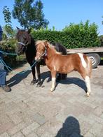 Super luxe merrie 103 cm.met lux groot bont hengst veulen, Dieren en Toebehoren, Pony's, Niet van toepassing, A pony (tot 1.17m)