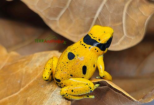 Dendrobates leucomelas Bolivar doré, Animaux & Accessoires, Reptiles & Amphibiens, Amphibien, 0 à 2 ans