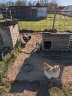 troupeau reproducteur Faverolles Allemands, Animaux & Accessoires, Enlèvement