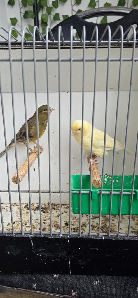 Koppel kanarie, Dieren en Toebehoren