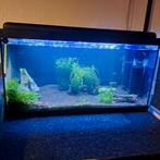 Aquarium compleet met sakura garnalen, Enlèvement, Chauffage