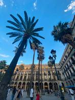 Palmboom te koop zelf komen halen, Ophalen, Palmboom