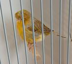 Glosters, Dieren en Toebehoren