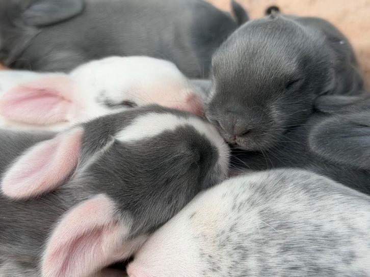 Mooi nestje Franse Hangoor baby's - binnenkort te reserveren, Dieren en Toebehoren, Konijnen, Groot, Meerdere dieren, 0 tot 2 jaar