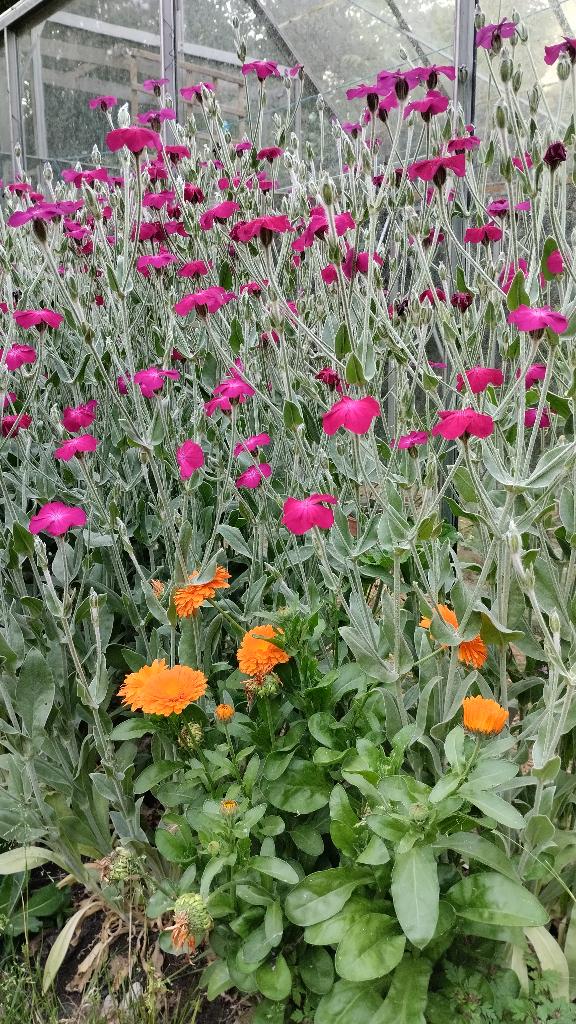 Biologische bloemzaden prikneus / rose campion seeds, Ophalen of Verzenden, Zaad