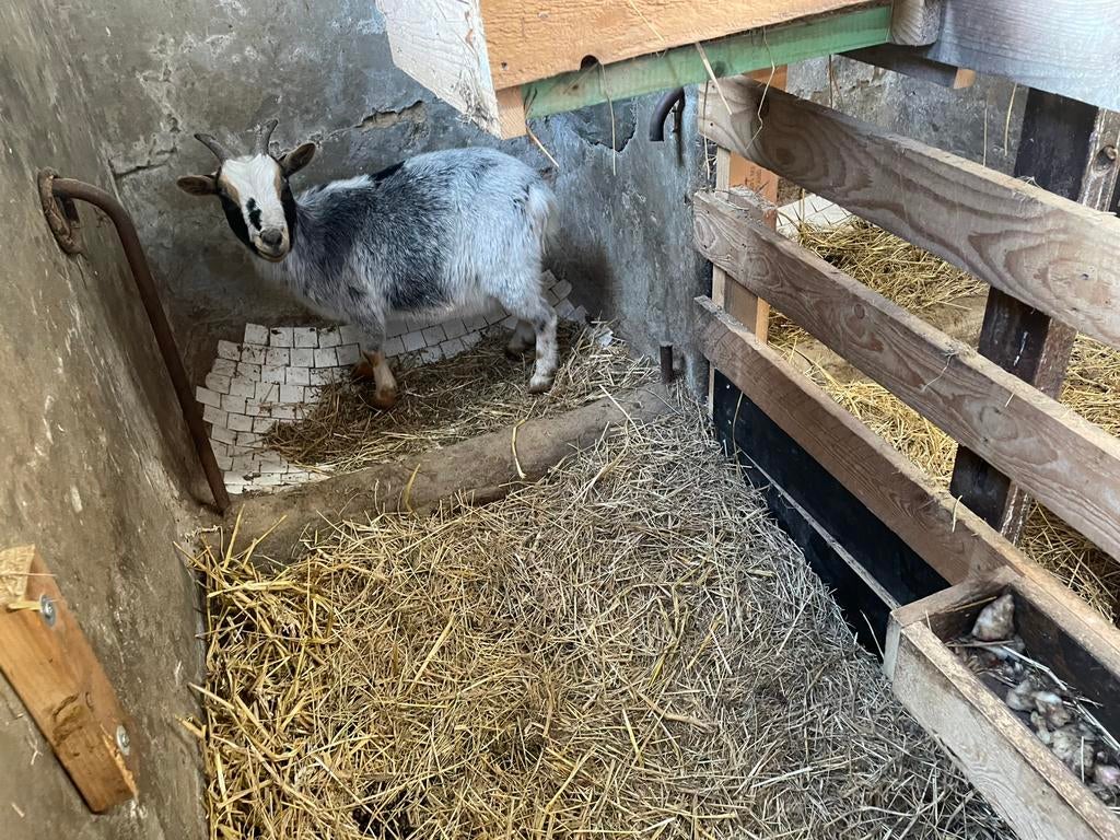 Geit Mieke 3 jaar, Dieren en Toebehoren, Schapen, Geiten en Varkens