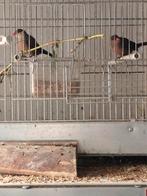 St.Helena fazant pop