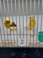 Kanaries, Dieren en Toebehoren, Vogels | Kanaries