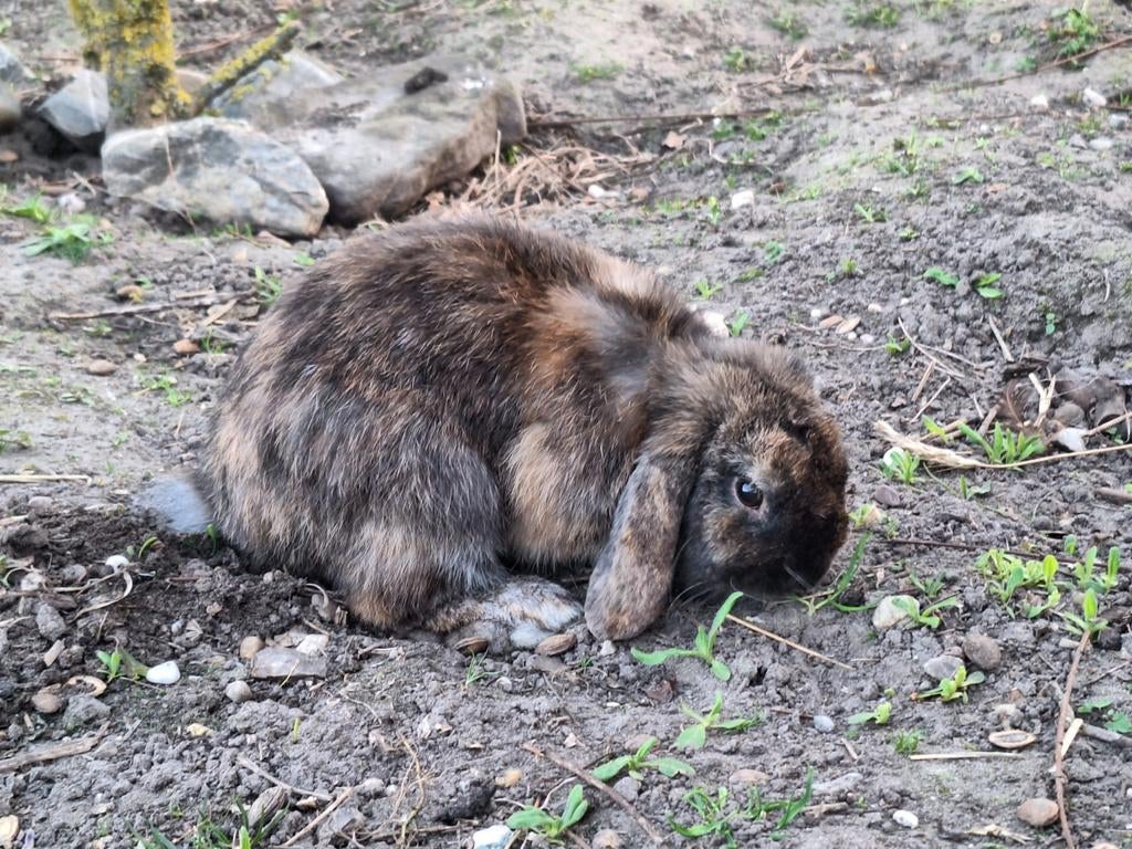 Mooi, tam dwergkonijn (hangoor) te koop, Dieren en Toebehoren, Konijnen, Dwerg, Mannelijk, Hangoor