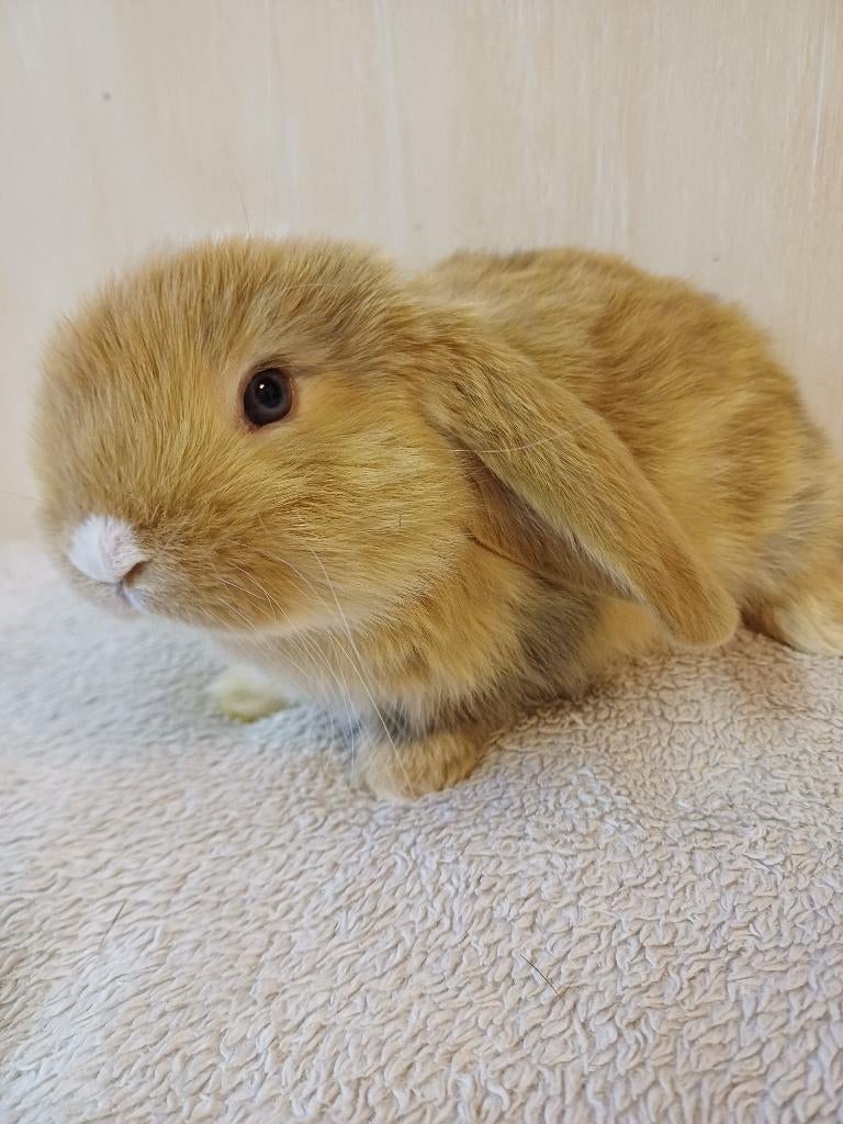 Mooie oranje ram franse hangoor, Mâle, Grand, Oreilles tombantes, 0 à 2 ans