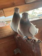 Takla duif koppel superkwaliteit, Animaux & Accessoires, Oiseaux | Pigeons