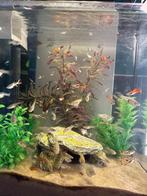 Guppy’s, Poisson, Poisson d'eau douce