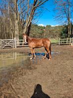 4 jarige ruin, Animaux & Accessoires, Chevaux, Hongre, Débourré
