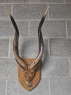 Afrikaans gewei, Collections, Collections Autre, Enlèvement, Utilisé