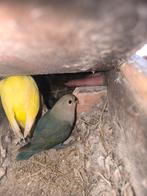 Agapornis roseicollis dwergpapegaai, Dieren en Toebehoren, Vogels | Parkieten en Papegaaien