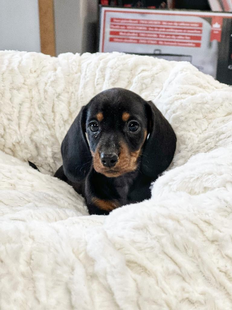 Très beaux chiots teckel à vendre, nés ici, Poils courts, Plusieurs, Nain, Hépatite contagieuse (maladie de Rubarth)