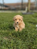 Prachtige Maltipoo pupjes bij ons geboren te koop, Dieren en Toebehoren, Parvo, België, 8 tot 15 weken, Meerdere