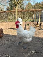 Volwassen poules de bresse haan, Dieren en Toebehoren, Pluimvee