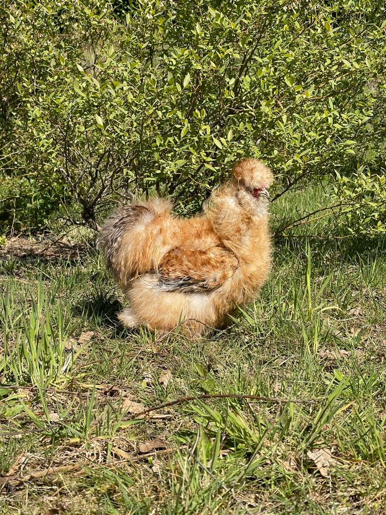 USA zijdehoen haan gratis - buff koekoek krulveer