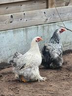 Cochinkrielen, Dieren en Toebehoren