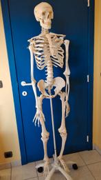 Anatomie du squelette, Enlèvement, Comme neuf