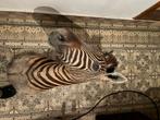 Prachtige opgezette zebra kop, taxidermie. In goede staat, Ophalen of Verzenden, Gebruikt
