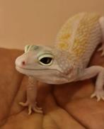 White & yellow mack snow raptor luipaard gecko vrouw, Animaux & Accessoires