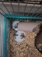 15 baby hamsters te koop diverse kleuren, Dieren en Toebehoren, Knaagdieren, Hamster, Maart, Meerdere dieren, Tam