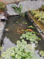 GRATIS Vijvervissen, Dieren en Toebehoren