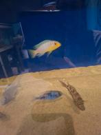 Cichlides malawi couple maylandia aurora