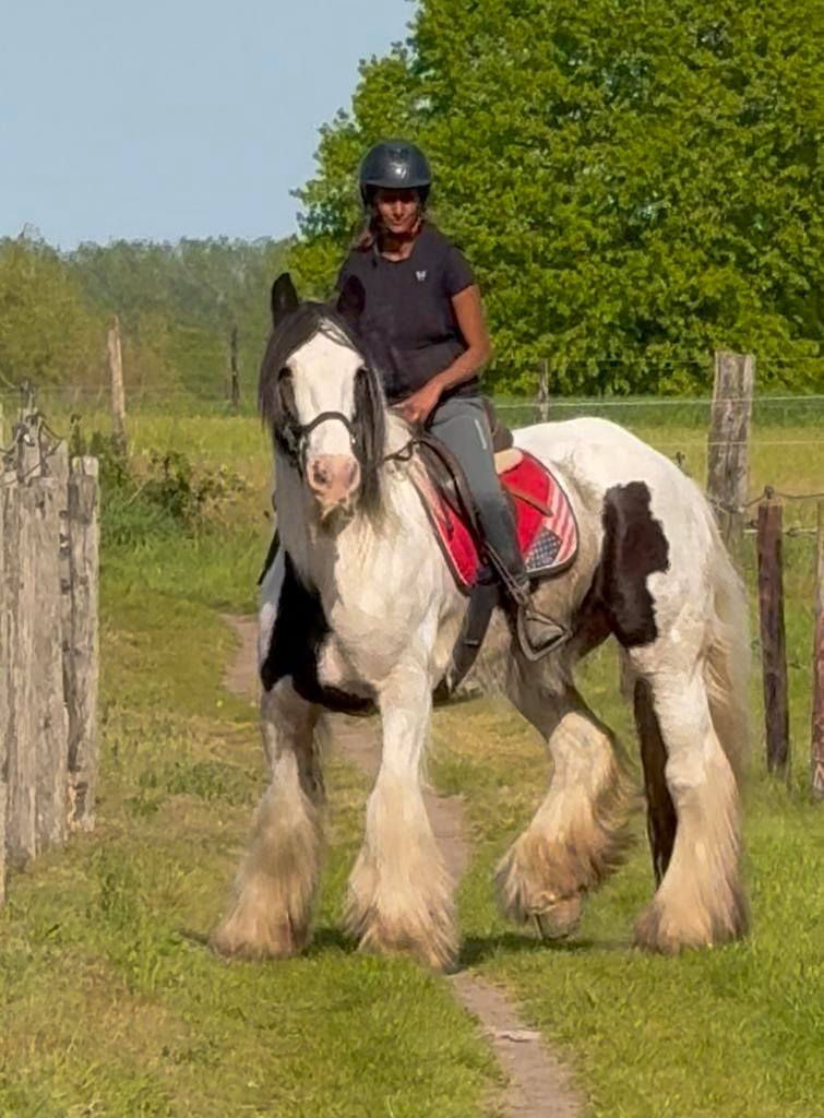 Un gros bricoleur coriace, Animaux & Accessoires, Chevaux, Hongre, B, 160 à 165 cm, 11 ans ou plus, Cheval de récréation, Avec puce électronique