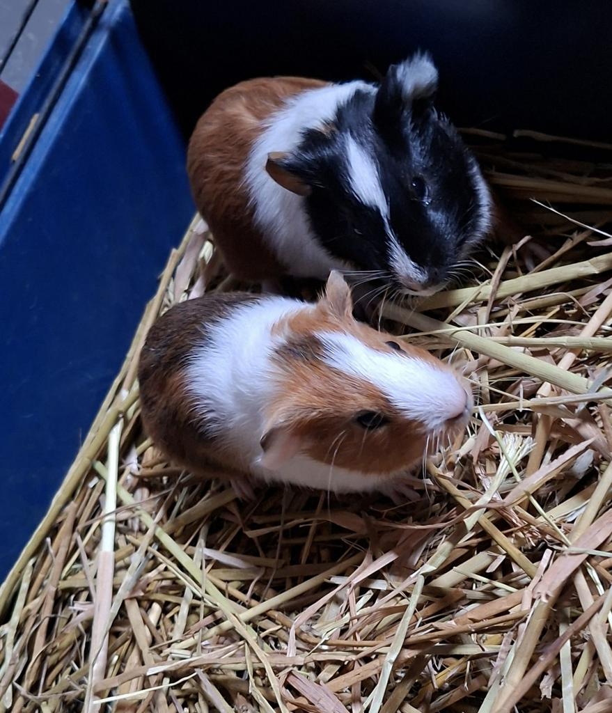 2 vrouw. cavia’s, €12/stuk, eigen kweek, 0486377350, Asse, Dieren en Toebehoren, Maart, Vrouwelijk, Cavia