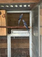 Koppel halsbandparkieten, Plusieurs animaux, Perroquet, Bagué